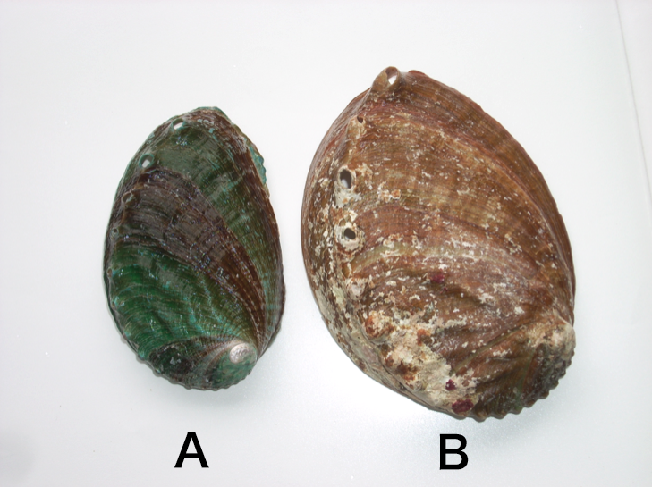 図１　養殖アワビ(A)と天然アワビ(B)の殻色の違い