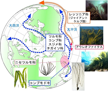 図7 コンブ類の進化と分布拡大に関する筆者の仮説