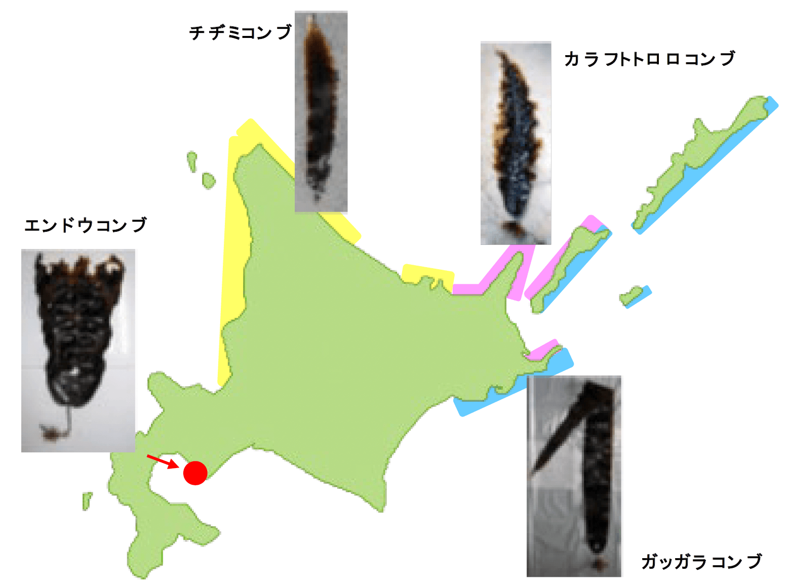 図3　チヂミコンブグループに属する種の分布域