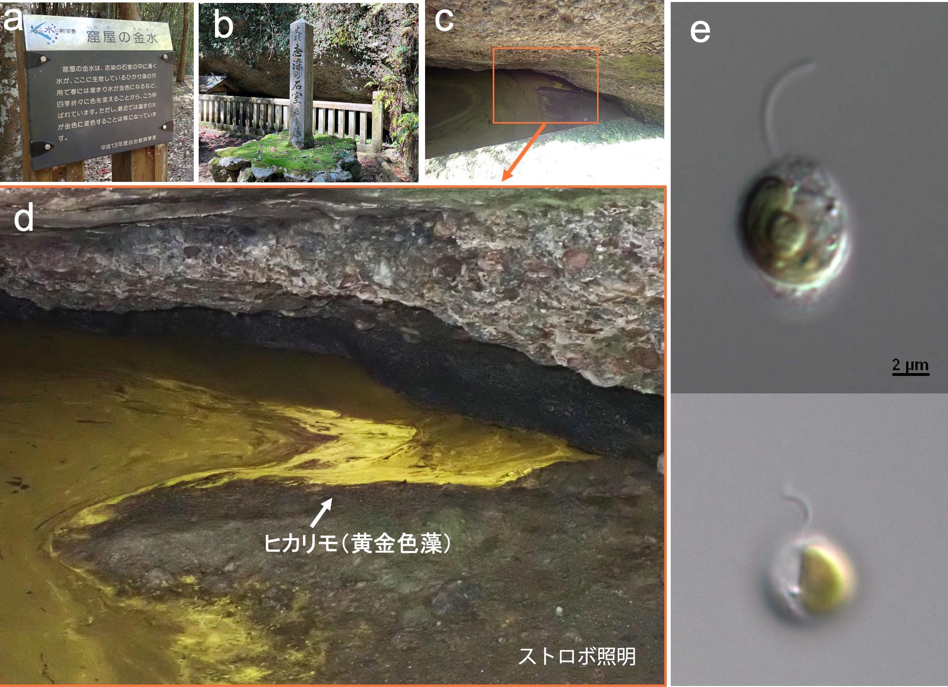 図3 黄金色藻ヒカリモの群落 (兵庫県三木市志染：a–d) と細胞の明視野画像 (e) [横山亜紀子氏提供]．