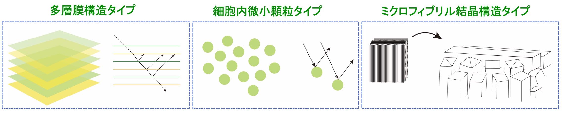 図6 海藻類で知られている構造色を生じるメカニズム（多層膜構造タイプ，細胞内微小顆粒タイプ，ミクロフィブリル結晶構造タイプ）．