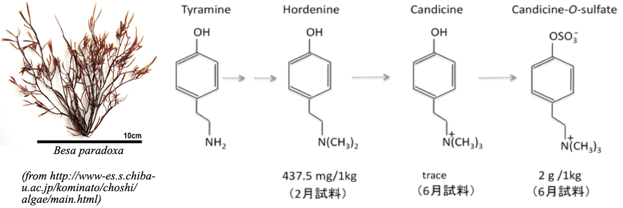 図1．紅藻ハリガネ藻体と含有アミン類