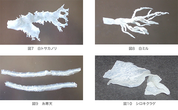 図７　白トサカノリ、図８　白ミル、図９　糸寒天、　図10　シロキクラゲ