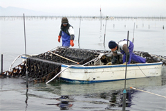 箱舟によるノリの収穫（有明海熊本、支柱式養殖場）。