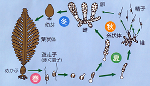 図1. ワカメの生活環