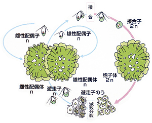 図2. アナアオサの生活環