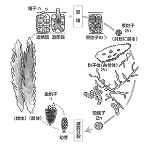 図3. アサクサノリの生活環