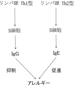 図2.アレルギーの抑制と促進の関係