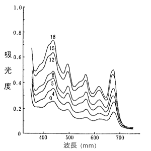 図2　色落ちノリを富栄養漁場へ移植した時の色調の回復経過を生の葉状体の可視部吸光曲線の変化
