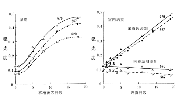 図3　色落ちノリを富栄養漁場へ移植した時（左）、および栄養塩添加または無添加の濾過海水で培養した時（右）の生の葉状体の吸光度（色素含量）の変化