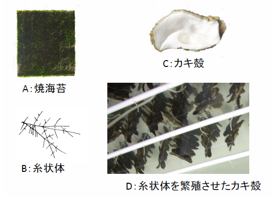 図1. 海苔の遊離アミノ酸分析に用いた試料