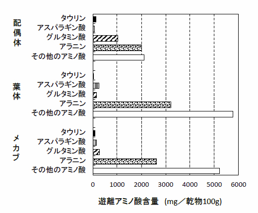 図4. ワカメ配偶体、葉体、メカブにおける主要遊離アミノ酸の蓄積