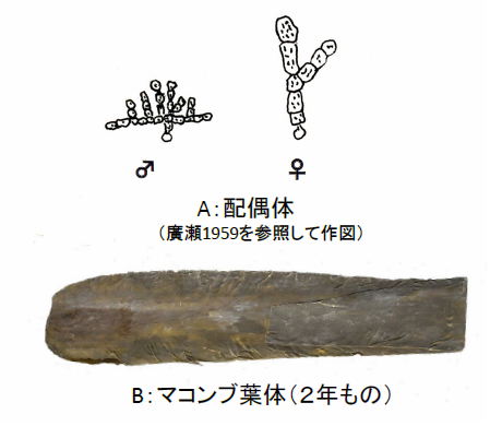 図5. マコンブの遊離アミノ酸分析に用いた試料