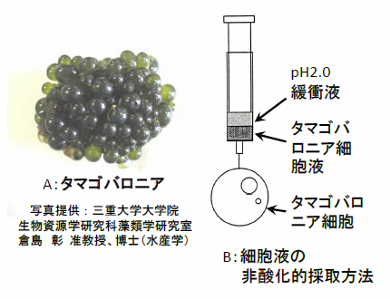 図7. タマゴバロニアとその細胞液の採取方法