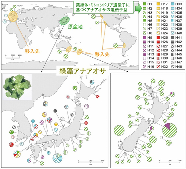 図２　アナアオサ遺伝子型の地理的分布．