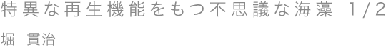 特異な再生機能をもつ不思議な海藻 1/2／堀 貫治