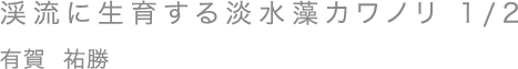 渓流に生育する淡水藻カワノリ 1/2／有賀 祐勝