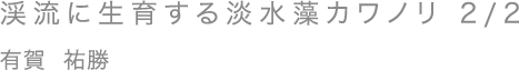 渓流に生育する淡水藻カワノリ 2/2／有賀 祐勝