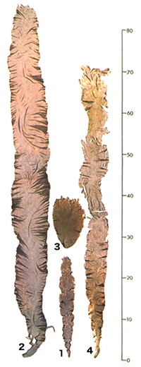 1.野生型アサクサノリ、2.オオバアサクサノリ、3.野生型スサビノリ、4.ナラワスサビノリ（スケールはcm、三浦昭雄1987）