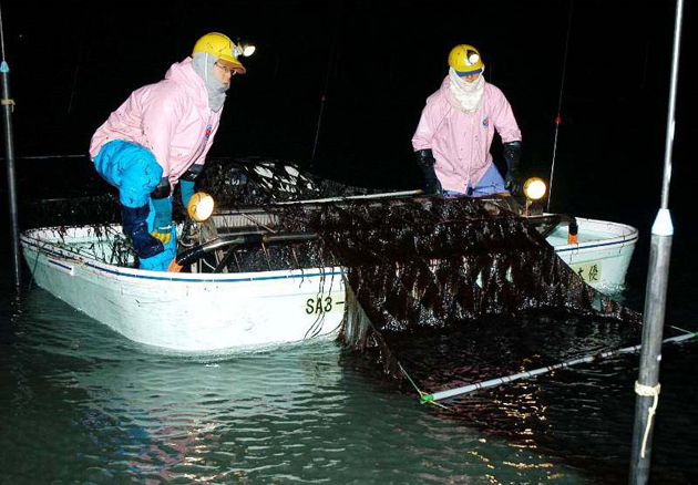 写真1　九州有明海ののり摘みの様子