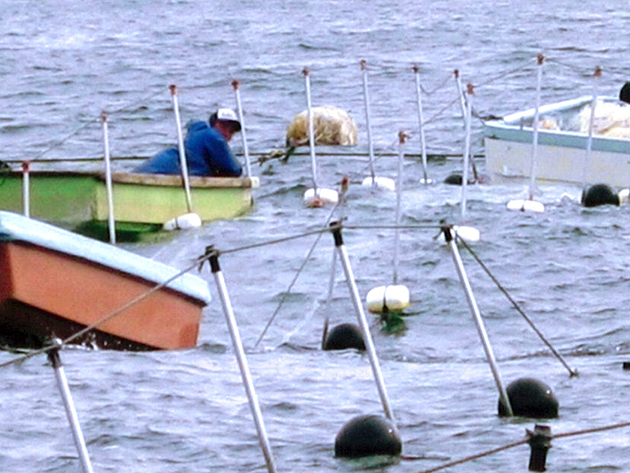 兵庫県神戸市沖漁場・沖出作業