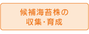 候補海苔株の収集・育成